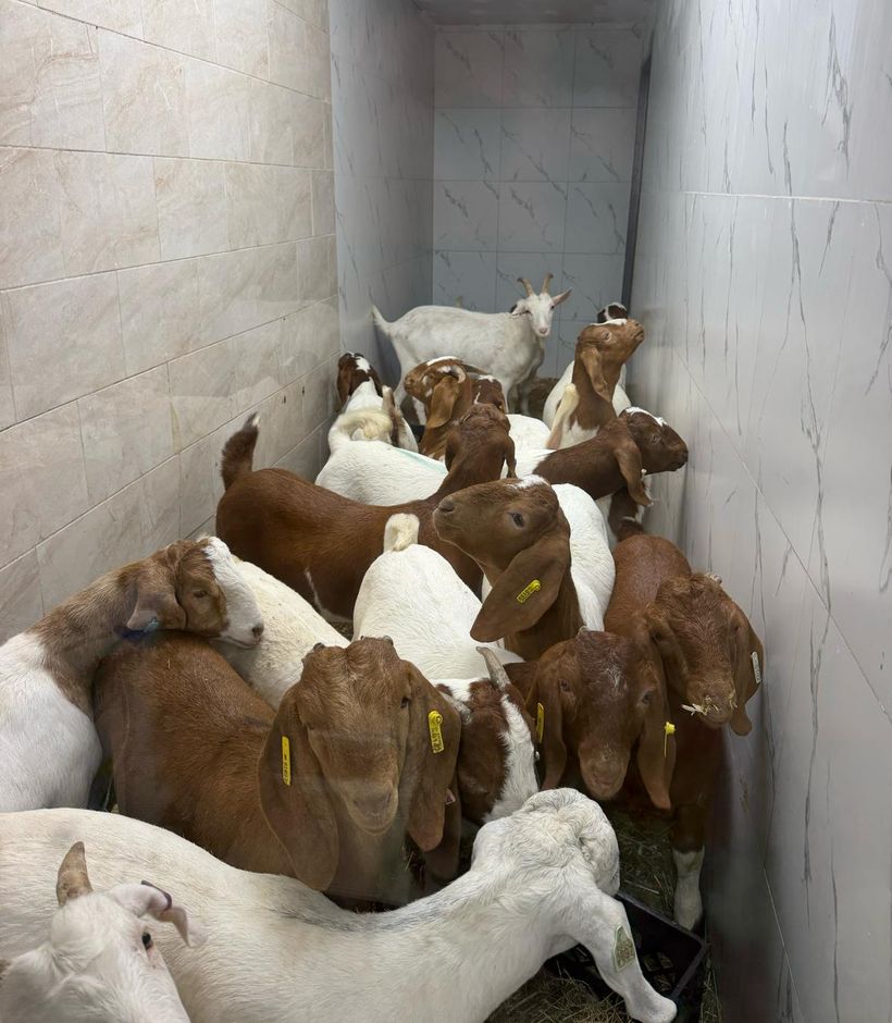 Live goats at Bismillah Halal Live Poultry