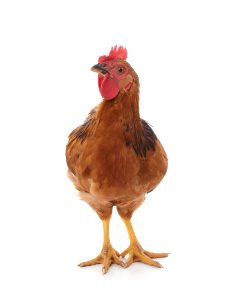 Live Baby Red Chicken