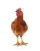 Live Baby Red Chicken
