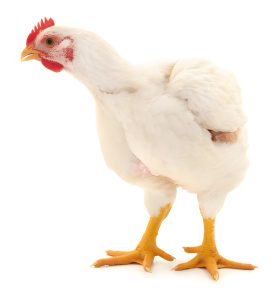 Live Baby White Chicken