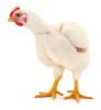 Live Baby White Chicken