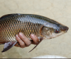 Rohu