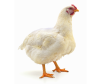 Halal Live White Medium Chicken