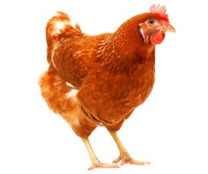 Halal Live Hard Chicken