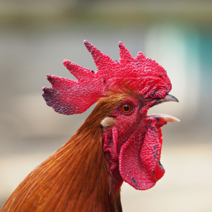 Live Golden Rooster(দেশি মুরগ)