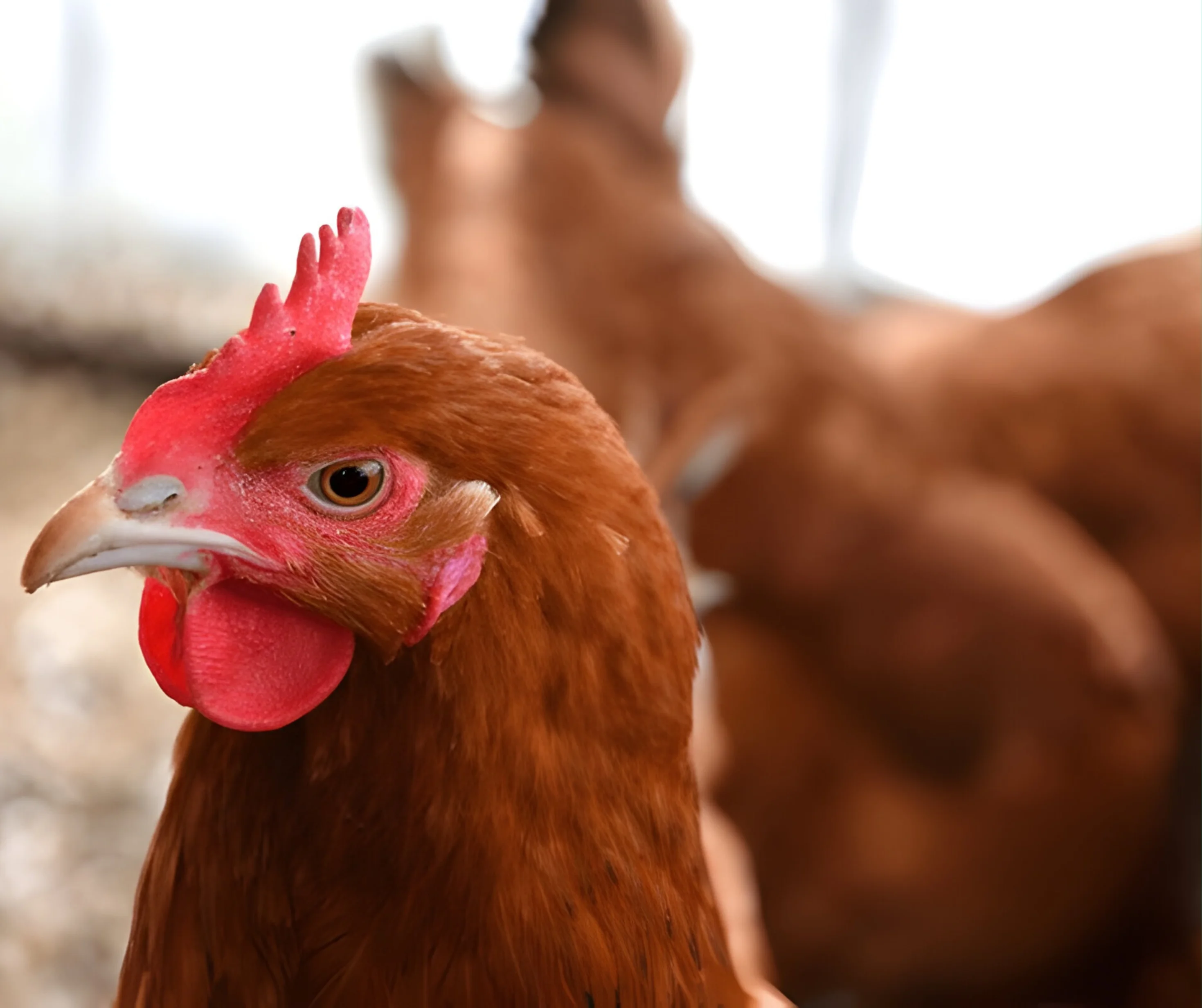 Hala Live Red Medium Chicken