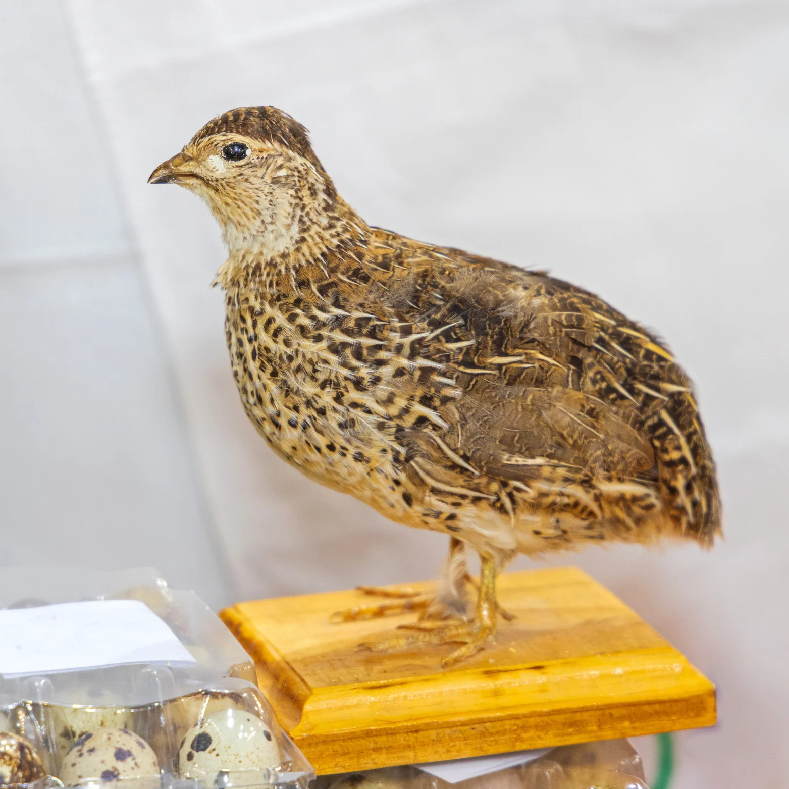Live Quail Bird
